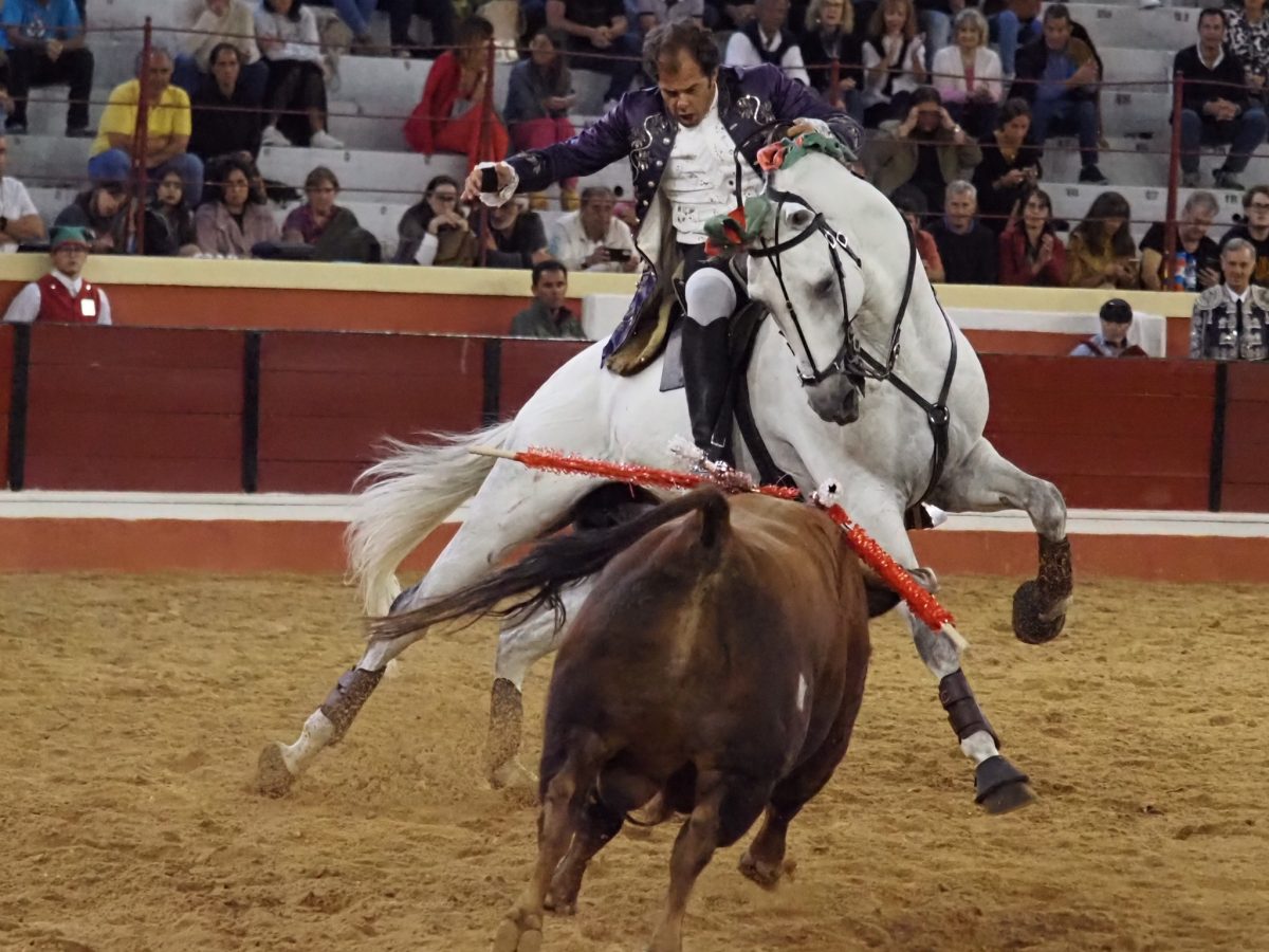 Acompanhe em DIRECTO a Corrida da Figueira da Foz - Touro e Ouro