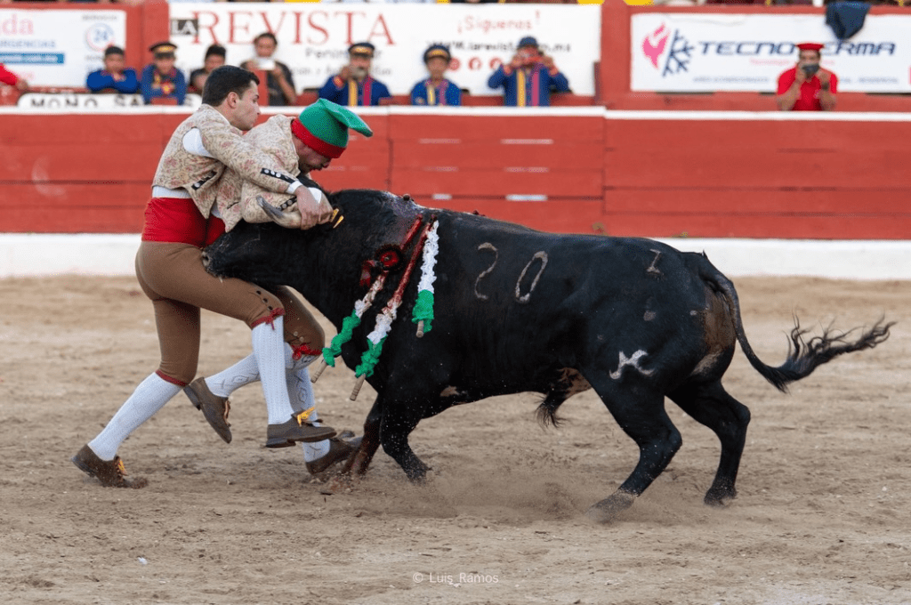 Forcados de Coruche com quatro pegas à primeira em Mérida